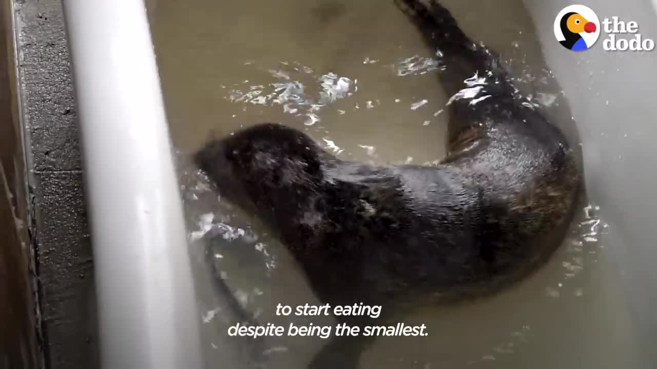 Orphaned Baby Seal Barks At Anyone Who Tries To Clean Her Bathtub | The Dodo Saving The Wild