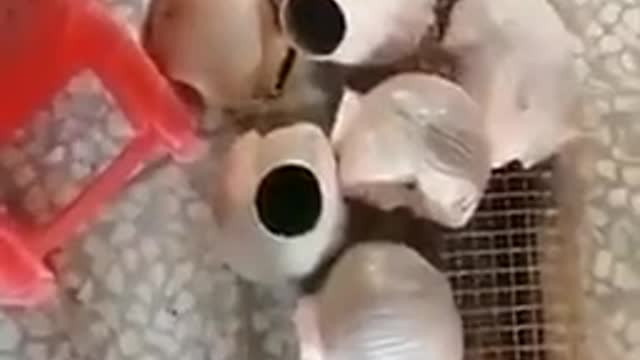 Afghanistan 🇦🇫 beheading of mannequins