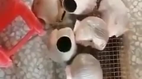 Afghanistan 🇦🇫 beheading of mannequins