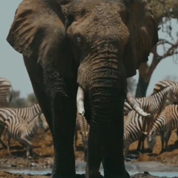 Elephant vidoe
