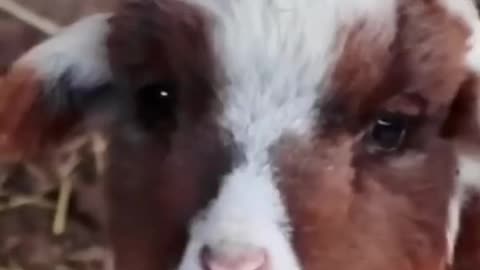 Very cute goat funny video