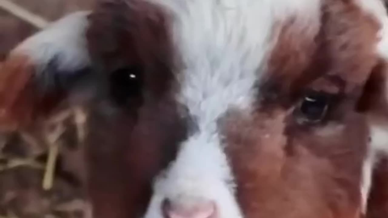 Very cute goat funny video