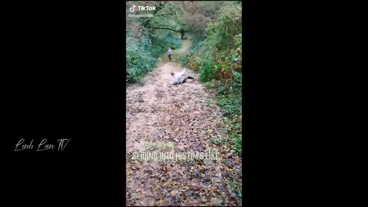 funny cats
