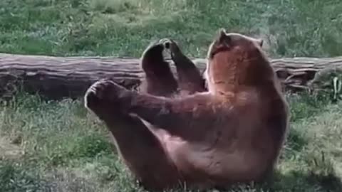 Funny grizzly bear playing with feed