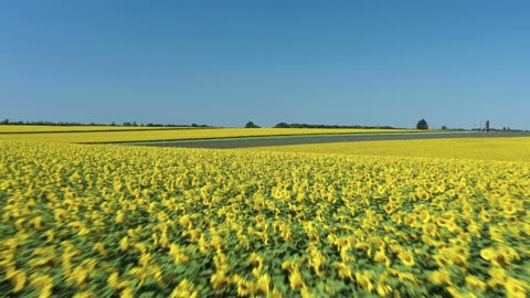 Sunflower 🌻 ground 💛