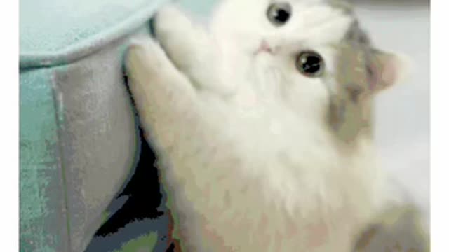 Cute Cat Gif