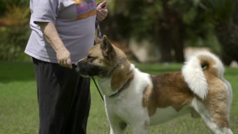 AKITA THE JAPANESE BEAR DOG