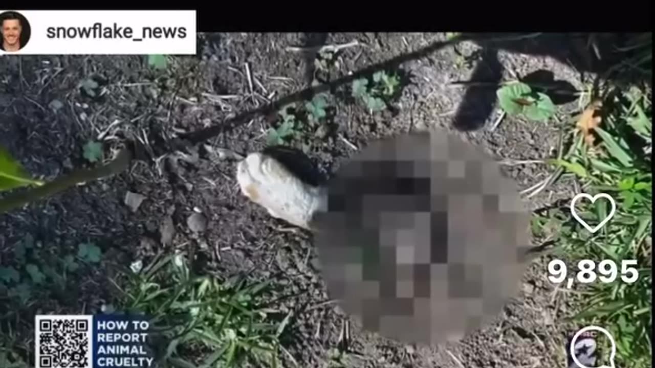 Breaking: Multiple cats in Houston, Tx cut up and mutilated in recent weeks