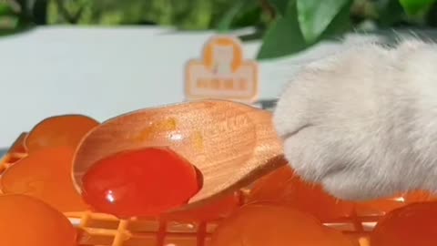 Cats funny videos | cats make a egg fry | cats always happy