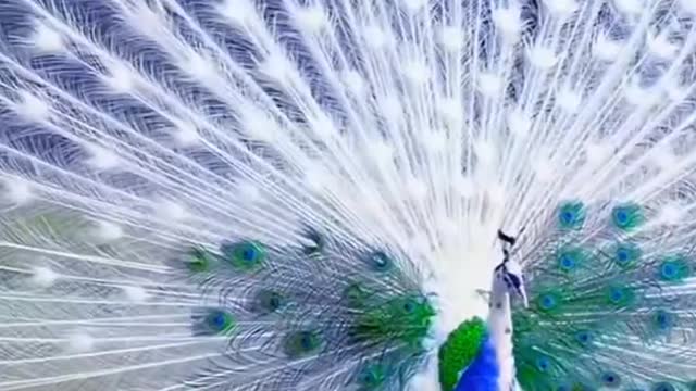 The beauty of white peacock