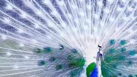 The beauty of white peacock