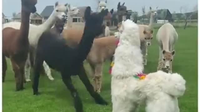 Alpaca short video 13