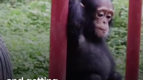 Baby Chimp Rescued from Chains is Finally Happy and Free | The Dodo