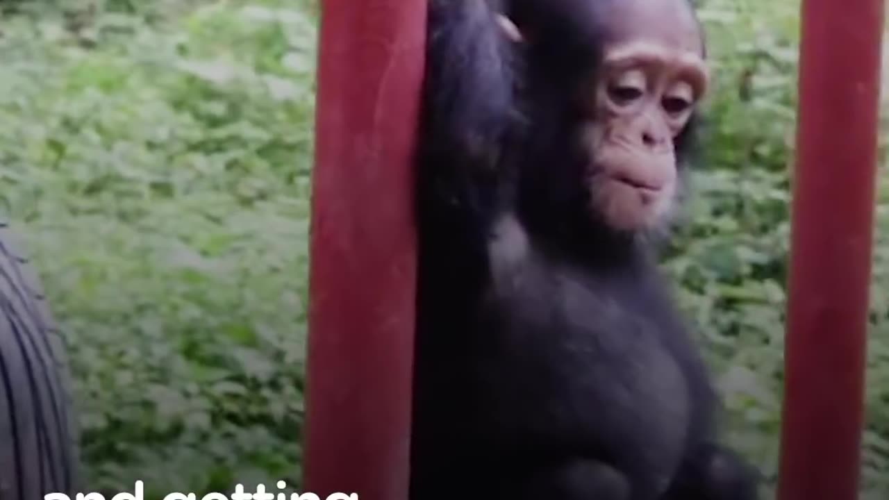 Baby Chimp Rescued from Chains is Finally Happy and Free | The Dodo