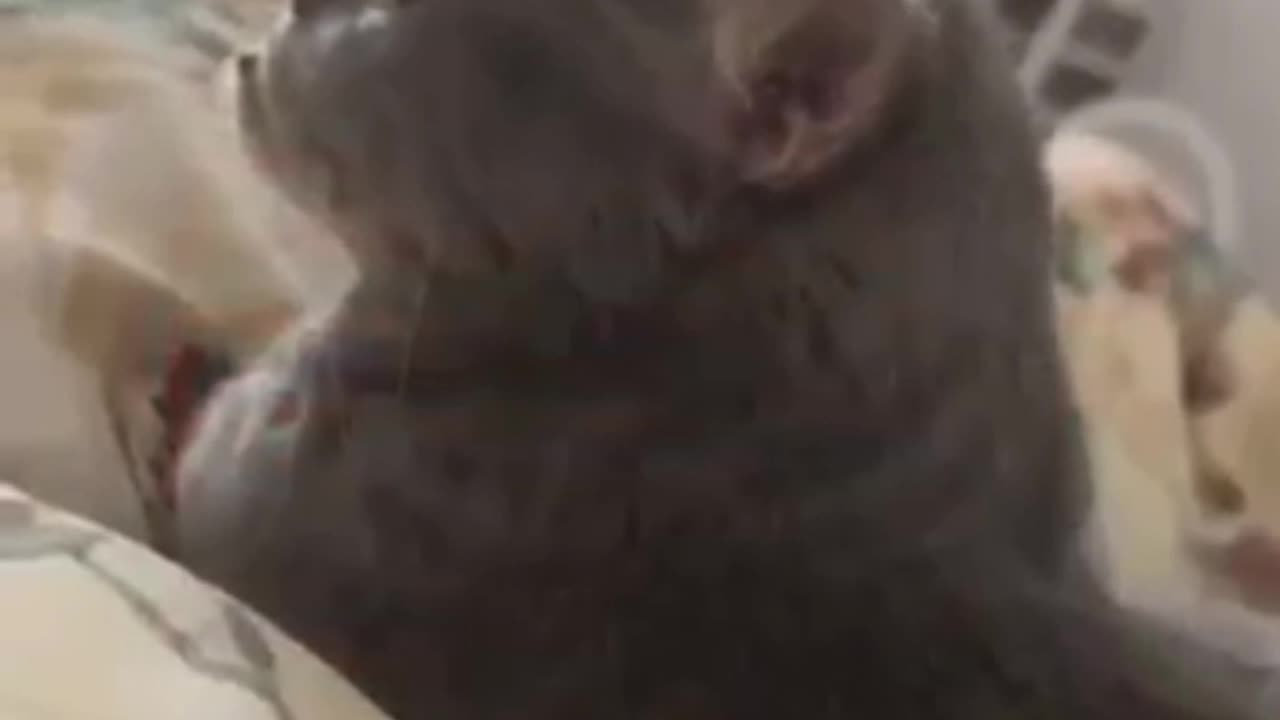 Funny animal