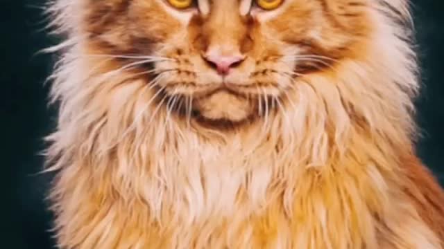 Cat Funny Videos...(At least he‘s trying 😂🔥) #shorts#catlove#love