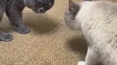 Funny cats videos