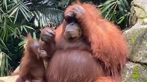 Clever Orangutan