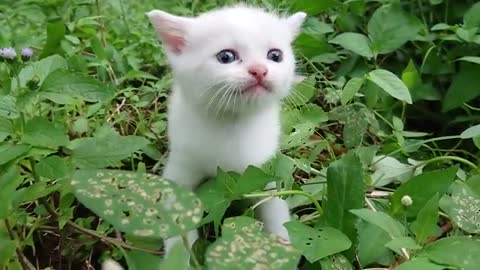 The sound of a baby cat calling its mother