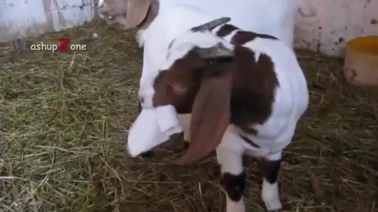 Top 10 Funny Goat Videos - Funniest Goats [BEST OF]