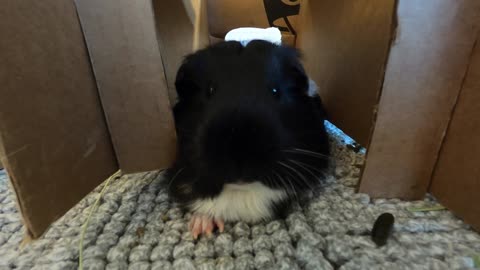 Extremely relaxed guinea pigs