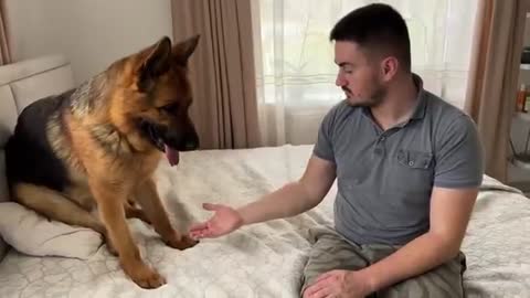 How it is to be the Owner of a German Shepherd [Try Not To Laugh]