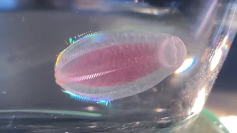 Beroe Is A Genius Of Comb Jellies ~A Comb Jelly Is So Called Because Of The Longitudinal Rolls Of Cilia Across Its Body Used For Locomotion As It Moves These Diffract Light Producing Iridescent Rainbows