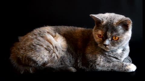 Cat video