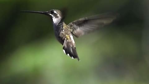 BEE ATTACKING HUMMINGBIRD😮