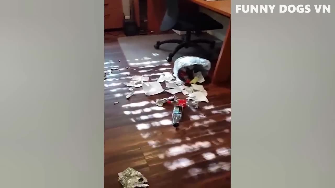 FUNNY ANIMALS 2023
