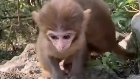 Must see! So cute baby animals