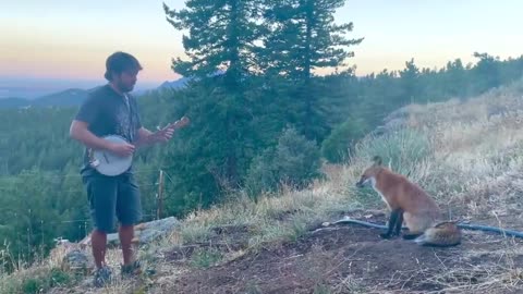 Man Playing banjo for a wild fox! He came back for an encore!