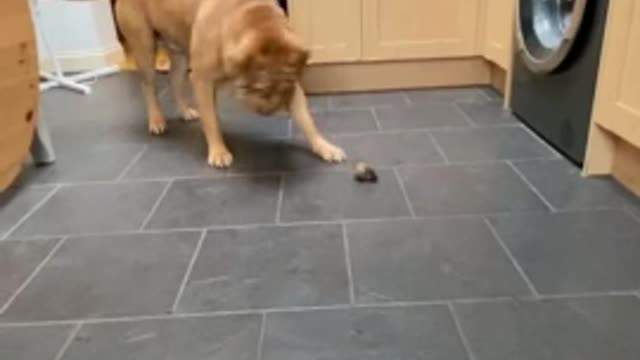 Thankful doggy does 'happy dance' before enjoying his treat Doggy dance