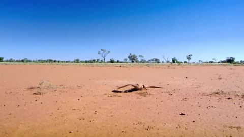 Monitor Lizard vs Cobra