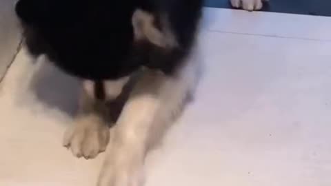 Husky Sanding The Floor!