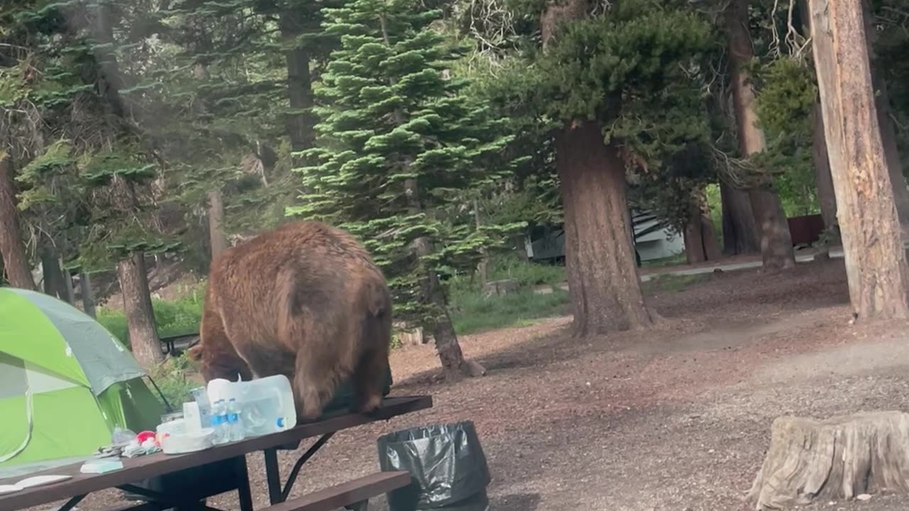 Bear on-top of picnic table