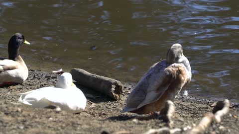 CatTV: Ducks on shore 2