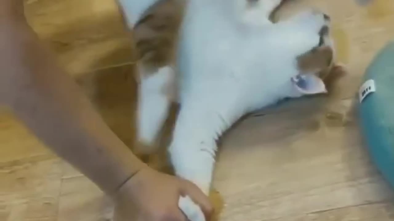 Funniest Cats of All Time- The Most Hilarious Cat Videos #shorts 2023