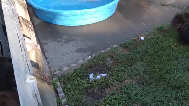 German Shepherd Playing in the Kiddie Pool