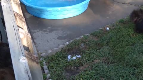 German Shepherd Playing in the Kiddie Pool