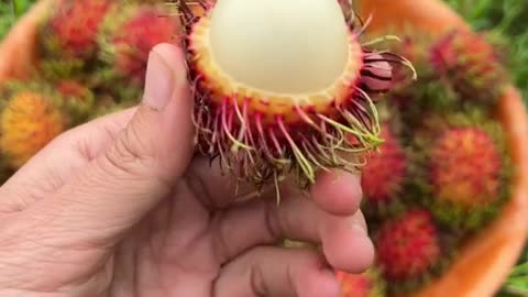 Have you tried rambutan