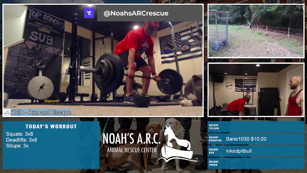 Gym Session w/Hank-a-Tank [Week 19] - Squats & Deadlifts // Animal Rescue Stream :)