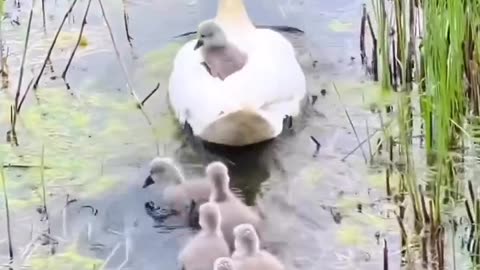 Baby duck hitching a ride