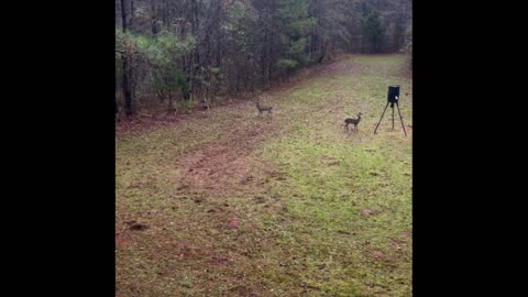 Wahuhi Hunts - Carter’s Field - Dec 10 - S1