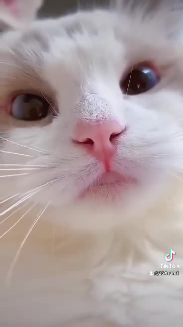 Funny cat meme & kitten