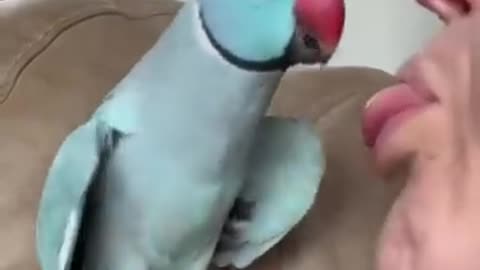 Talking with parrot