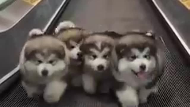 Funniest Animals