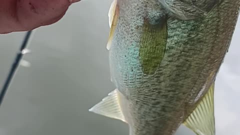 Largemouth bass
