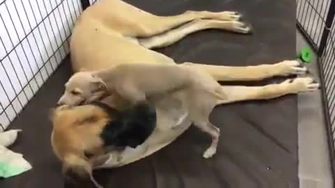 THE GREAT DANE Dog Video 201 - Great Dane Compilation - Tallest Dog in The World
