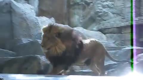 MGM lion attack in Las Vegas